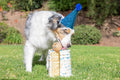 Chuckit! Birthday Fetch Ball, Medium 2.5in, for Dogs 20-60lbs