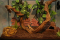 AQUA KT Reptile Twist Climber Vine Bendable Branch for Lizard Snake Gecko