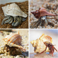 16PCS Hermit Crab Shells Medium Small | Sea Conch Size 1.1" - 2.4" | Medium Small Shells Set - Growth Turbo Seashells fo