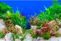 Aquarium Background Green Aquatic Plant Stone River Bed and Lake Fish Tank Background Decor Underwater Grass Leaves with