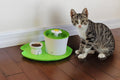 PetStandard Premium Pet Food Tray - Dog and Cat Food Mat with Green Leaf Design - Best for Catit and Drinkwell Water Pet Fountains. Fountain Not Included