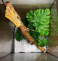 Woyrise 2Pack Reptile Plants, Terrarium Hanging Plant Vines, Artificial Leaves with Suction Cup, Bearded Dragon Tank Acc