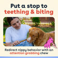 Pupford Bully Sticks for Dogs & Puppies, Teething Chew Toy (6", 4 Count)