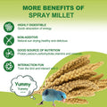 MEILLEURE 2LB Spray Millet Bird Treat for Parakeets, Natural Sun-Dried Birds Millet Spray for Parrots, Finches, Cockatiel, Budgie & Hamster, Bird Food Bulk