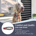 Lucky Love Dog Martingale Collar for Medium Dogs Cute – Blackbird, Medium