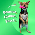Hartz DuraPlay Bone Squeaky Latex Dog Toy for Medium Breeds, 3 Pack