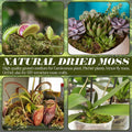 ZeeDix 8 OZ Premium Sphagnum Moss for Reptiles