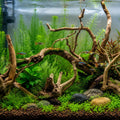 Natural Driftwood for Aquarium, Spider Wood Fish Tank Decor, Real Solid Wood Aquarium Driftwood for Aquascaping and Terr