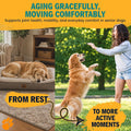 1-TDC Dual Action Joint & Gum Support Soft Gels for Dogs & Cats - 120 ct