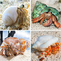 16PCS Hermit Crab Shells Medium Small | Sea Conch Size 1.1" - 2.4" | Medium Small Shells Set - Growth Turbo Seashells fo