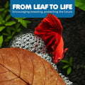 SunGrow Catappa Indian Almond Leaves, 7-8 Inches,10 Catappa Leaves for Betta Fish, Aquarium Water Conditioner, Tank Deco