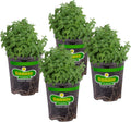 Bonnie Plants Catnip Live Herb Plants - 4 Pack, Pet Friendly, Grows Great In Containers, Fresh For Cats & Dries For Cat 