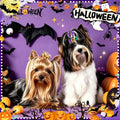 SUMMORO 68Pcs/34Pairs Halloween Dog Hair Bows with Rubber Bands, Spooky