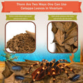 SunGrow 50 Pack Leaf Litter for Spider, Cricket & Isopod, Mini Catappa Dried Indian Almond Leaves, for Vivarium, Terrari