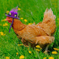 Weewooday 6 Pcs Chicken Hats for Hen Mini Chicken Helmet Accessories