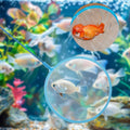 10 Pcs Aquarium Fish Tank Nets, Skimmer Net Fishing Nets Lightweight Tub Accessories Handheld Ultra Fine Mesh Net Outdoo