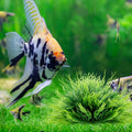2pcs Aquarium Plants Decorations Artificial Fish Tank Plants Plastic Fish Tank Accessories Green Natural Style Aquarium 