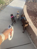3 Way Dog Leash Coupler Heavy Duty No Pull Multiple Double Tangle Free Trio Nylon Bungee Cord Stretchy Sturdy Pups Lead 