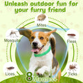 Dog Collar 2packs