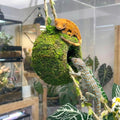 Artificial Handmade Cave Hideout with Hanging Rope & Hemp Climbing Ladder – Reptile Tank Decor Accessories for Leopard C