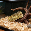 Hiceeden 2 Pcs Resin Cholla Wood for Aquarium, 6" Shrimp Hideout Driftwood Decor, Shrimp Cave Tank Accessories, Climbing
