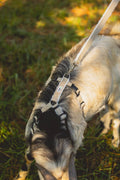 Asatre Hemp Goat Leash, 6 Ft Fleece-Lined Leash for Goats & Sheep