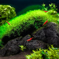 LANDEN Black Lava Rock 16lb Aquarium Rocks Stones for Fish Tank Decor