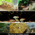 SunGrow Catappa Indian Almond Leaves, 7-8 Inches,10 Catappa Leaves for Betta Fish, Aquarium Water Conditioner, Tank Deco
