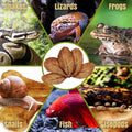 SunGrow Leaf Litter for Snakes, 10 Pcs Medium Indian Almond Catappa Leaves Substrate Maintain Humidity in Corn Snake and