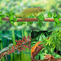 KATUMO Reptile Plants, 3 PCS Amphibian Hanging Plants with Suction Cup for Snake, Bearded Dragons, Lizards, Geckos, Toad