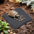 Basking Platform Turtle Reptile Basking Tortoise Slate Rock Plate 6 Inch