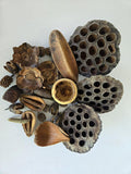 Seed Pod Aquarium Decor Botanical for Shrimp Hides and Breeding, Water Conditioner Betta Fish Botanicals, Isopods, Repti