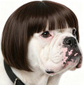 Funny Dog Wig for Small Medium Large Dogs with Adjustable Elastic Bands, Trimmable Pet Costume Cat Cosplay Decoration for Halloween, Christmas, Parties