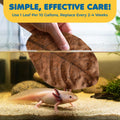 SunGrow 10 Pack Axolotl Indian Almond Leaves for Aquarium, 5-Inches, Catappa Leaf Soothes Pet’s Slime Skin, Aquarium Wat