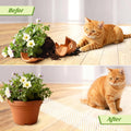 OCEANPAX Clear Scat Mats for Cats 16 x 13 Inch, 12 Pack Transparent Cat Spike Mat with 1 Inch Spikes, Indoor Outdoor Cat Deterrent Mats to Keep Cats Off Couch, Bed, Counter & Garden
