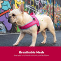 Didog No Pull Dog Harness for Small Dogs, Breathable Mesh Padded,Hot Pink,S