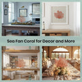 Sea Fan Coral 7-10" - Nautical Decorations - Beach Home Decor - Decorative Coral