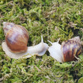 4oz Moss Substrate for Pet Snails, Terrarium Substrate Supplies for Maintaining Humidity in Snail Tanks and Habitats