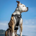 Kurgo Tru-Fit Smart Harness, Black, Large