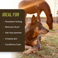 Antifungal Shampoo for Horse Antibacterial Formula Clinical Care Antiseptic