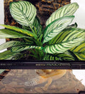 Reptile Plants for Terrarium Decor,Leopard Gecko Tank Plants