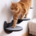 Cat Wall Shelves, Modern Cat Wall Furniture for Indoor Cats - Black