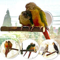 Portable Bird Perch Stand- T-Shaped Natural Apple Wood with Vacuum-Grip Suction Cup for Windows, Flat Tiles, Bath/Car/Travel - Durable & Safe for Parrots, Cockatiels, Lovebirds (Small to Medium Birds)