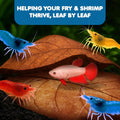 SunGrow Catappa Indian Almond Leaves, 7-8 Inches,10 Catappa Leaves for Betta Fish, Aquarium Water Conditioner, Tank Deco