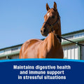 Farnam Probiotic Paste Horses in Syringe Supports Healthy Microbial Balance