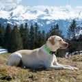 Medium Dog Collars for Male Dogs, Boy Dog Collars with Dinosaur Pattern，Adjustable Cotton Green Collar for Puppy Dog，Ide