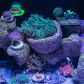Anemone Nest, Saltwater Aquarium Accessories, Anemone Ideal Habitat, Nipple Nest for Aquarium Aquascaping (Flat Mouth 2.