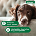 Advantage Household Fogger, Kills Fleas & Ticks, 2 oz., 3ct