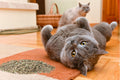 Purple Haze Catnip, Premium Blend Safe for Cats, Infused with Maximum Potency Your Kitty is Sure to Go Crazy for (1 Cup)