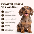 Turkey Tail Mushroom for Dogs – 11-Mushroom Blend Chews for Lumps